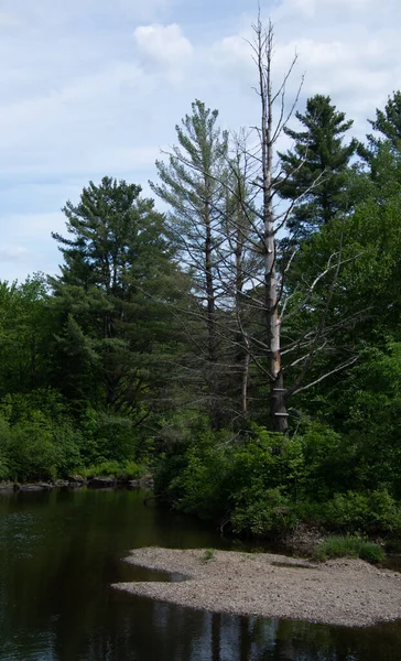 Ormanın güzel manzarası