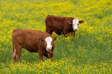 Sarı çiçeklerle yeşil çayırlarda otlayan sevimli kahverengi inekler.