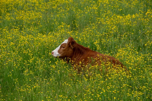 Милая Коричневая Корова Пасущаяся Зеленом Лугу Желтыми Цветами — стоковое фото