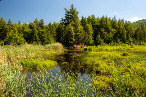 カナダのケベック州の美しく野生の川 — ストック写真