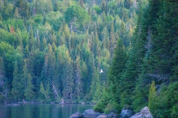 Vackert Landskap Med Flod Och Skog Natur Bakgrund — Stockfoto