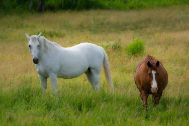 Kahverengi ve beyaz atlar otlakta