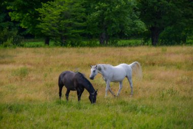 Otlakta siyah ve beyaz atlar