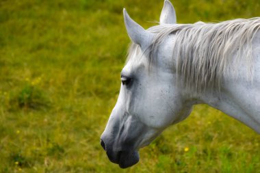 Açık havada beyaz atın yakın çekimi.