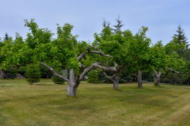 Ağaçlar meyve bahçesinde taze kesilmiş otlarla