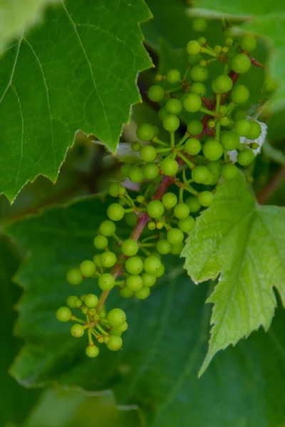 Uvas Verdes Ramo Close Tiro — Fotografia de Stock