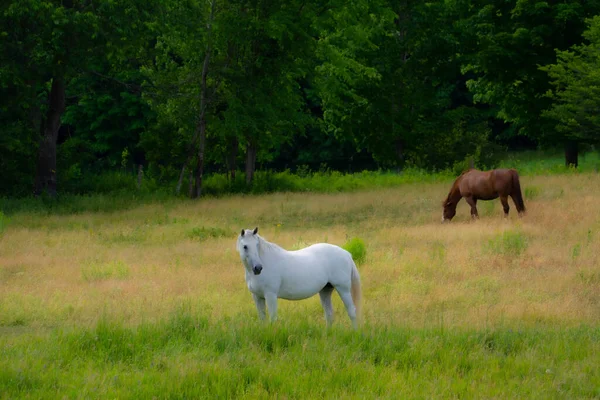 フィールド牧草地の茶色と白の馬 — ストック写真