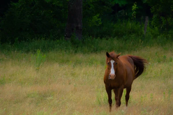 Vue Cheval Brun Champ Vert — Photo