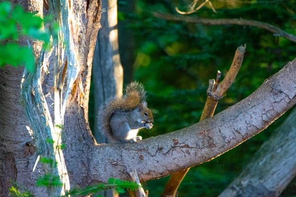 Écureuil Avec Noix Assis Sur Branche Arbre — Photo