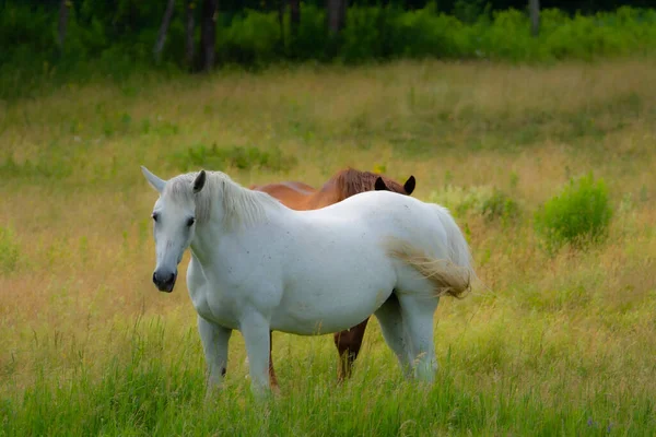 Caballos Marrones Blancos Pastos Campo —  Fotos de Stock