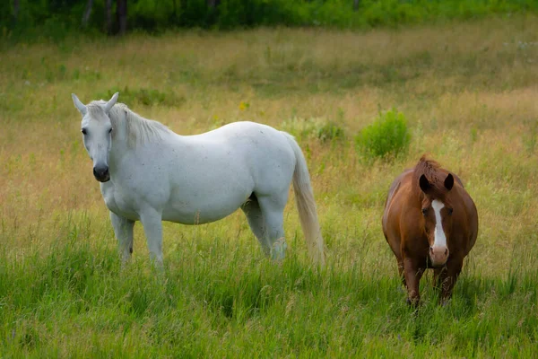 Cavalos Marrons Brancos Pastagem Campo — Fotografia de Stock