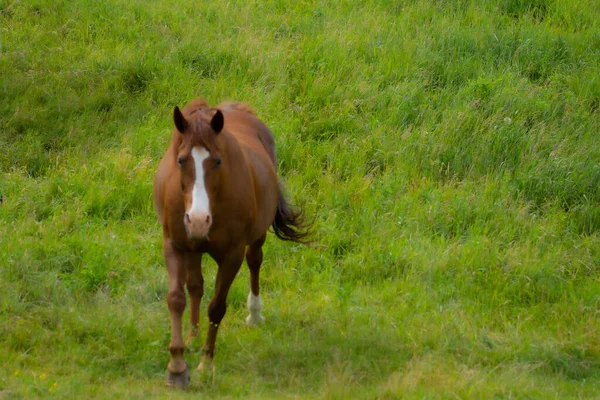 Vue Cheval Brun Champ Vert — Photo