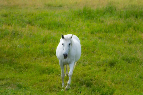 Vue Cheval Blanc Champ Vert — Photo