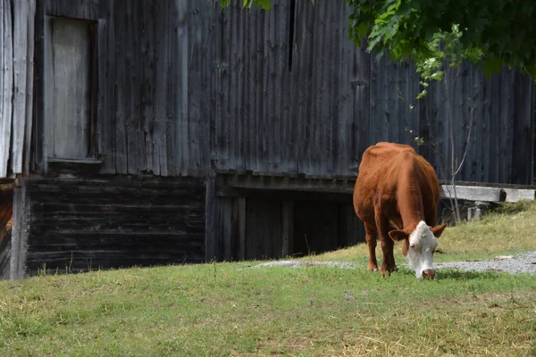 牛の放牧は緑の芝生の上で — ストック写真