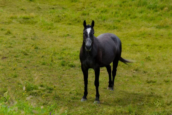 Vue Cheval Noir Champ Vert — Photo