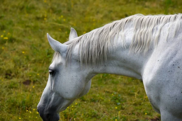 Zblízka Záběr Bílého Koně Venku — Stock fotografie