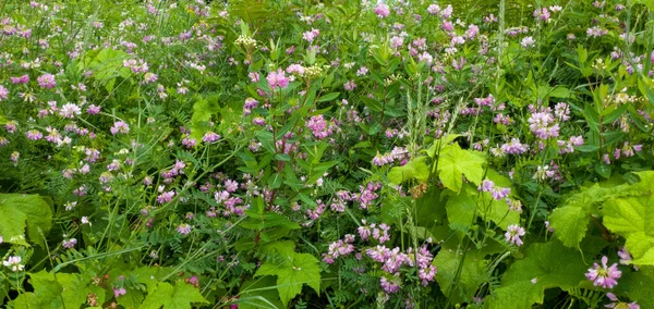 自然を背景にした庭の美しいピンクの花 — ストック写真