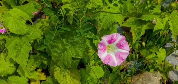 Bahçedeki Güzel Pembe Çiçek Doğa Arka Planında — Stok fotoğraf