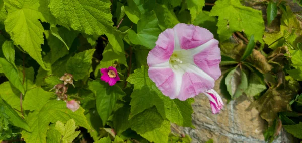 Vakre Rosa Blomster Hagen Med Naturbakgrunn – stockfoto