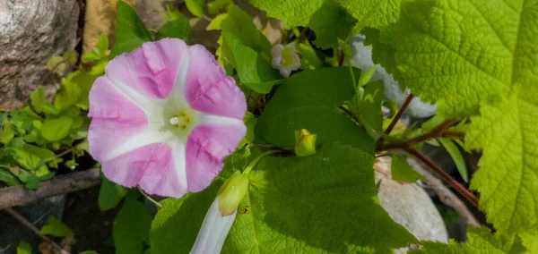 Hermosa Flor Rosa Jardín Fondo Naturaleza — Foto de Stock