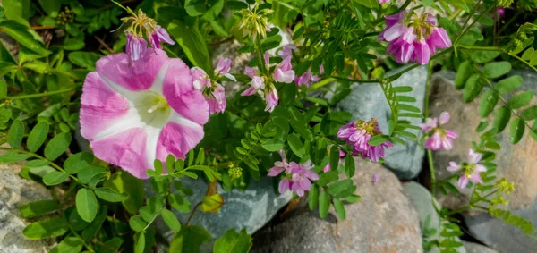 Belas Flores Cor Rosa Jardim Fundo Natureza — Fotografia de Stock