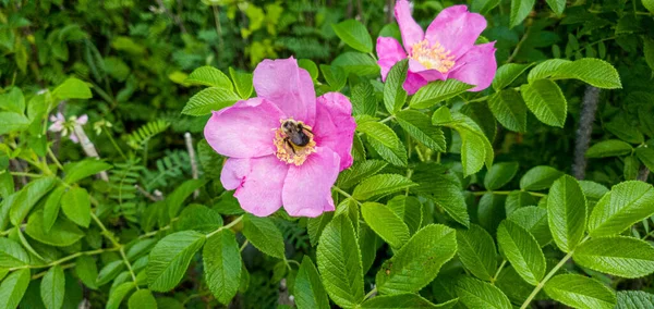Różowe Kwiaty Ogrodzie Tle Natury — Zdjęcie stockowe