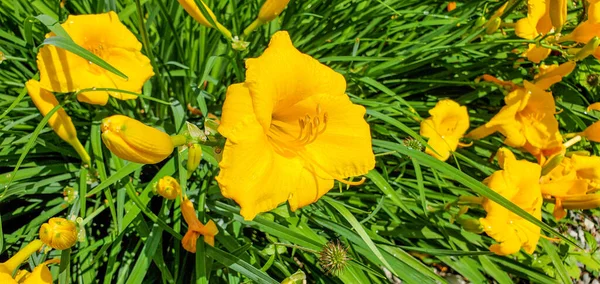 Hermosas Flores Lirios Amarillos Jardín — Foto de Stock