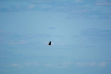 Mavi gökyüzünde uçan kuş doğa arka planında