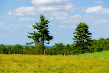 Ağaçları ve mavi gökyüzü olan güzel bir manzara.