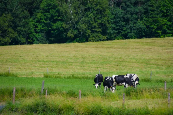 Vacche Pascolo Nel Campo Sullo Sfondo Della Natura — Foto Stock