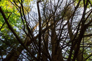 Ağaçlı güzel orman manzarası