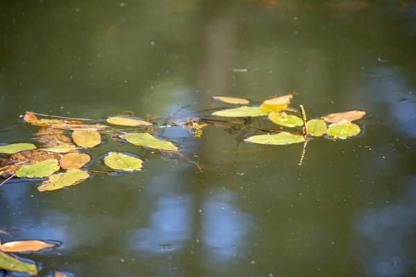 池塘里美丽的绿叶映衬在大自然的背景上 — 图库照片