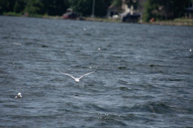 Güzel kuşlar, doğal ortamdaki martılar.