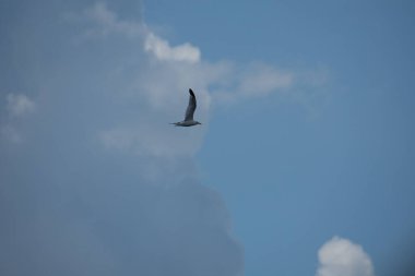 Güzel kuş, martı gökyüzünde uçuyor 