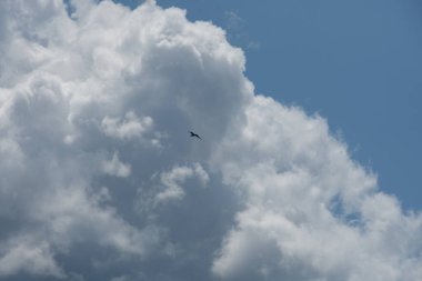 Güzel kuş, martı gökyüzünde uçuyor 