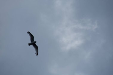 Güzel kuş, martı gökyüzünde uçuyor 