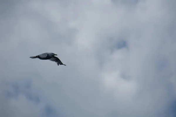 Beautiful Bird Seagull Flying Sky — Stock Photo, Image