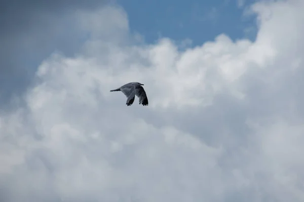 Pássaro Bonito Gaivota Voando Céu — Fotografia de Stock