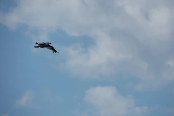 Pássaro Bonito Gaivota Voando Céu — Fotografia de Stock