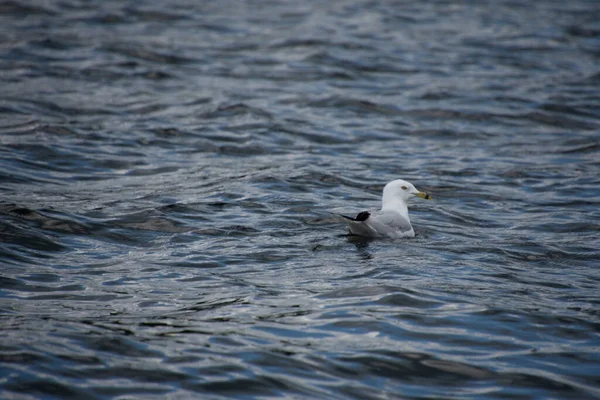 Bel Oiseau Mouette Dans Habitat Naturel — Photo