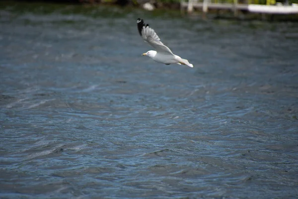 Bel Oiseau Mouette Dans Habitat Naturel — Photo