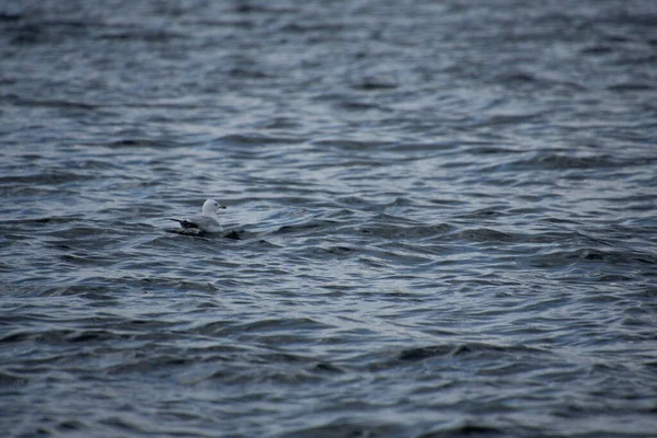 Plan Rapproché Une Mouette Nageant Dans Eau — Photo