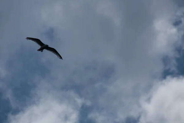 Schöner Vogel Möwe Fliegt Den Himmel — Stockfoto