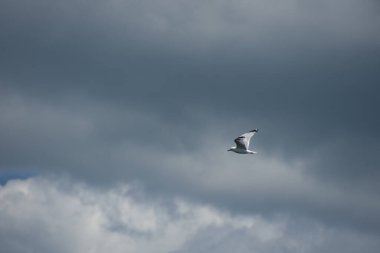 Güzel kuş, martı gökyüzünde uçuyor 