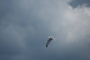Güzel kuş, martı gökyüzünde uçuyor 