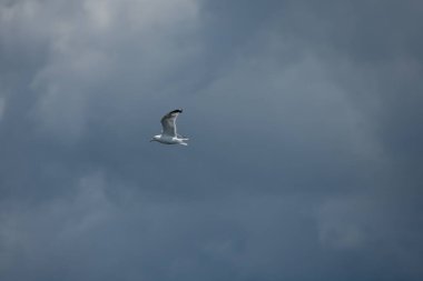 Güzel kuş, martı gökyüzünde uçuyor 