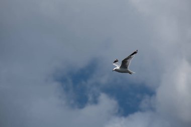 Güzel kuş, martı gökyüzünde uçuyor 