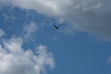 Güzel kuş, martı gökyüzünde uçuyor 