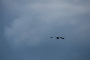 Güzel kuş, martı gökyüzünde uçuyor 