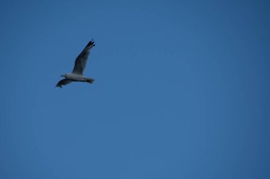 Güzel kuş, martı gökyüzünde uçuyor 